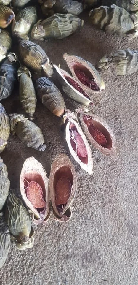 Полностью высушенные белые орехи/орехи арекса из Вьетнама // Jolene + 84