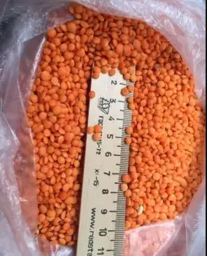 Wholesale Best Quality Lentils For Sale In Cheap Price