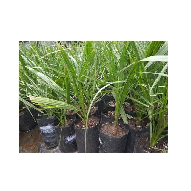 Tissue cultured date palm Ajwa Dates Seedlings Agri-Horti