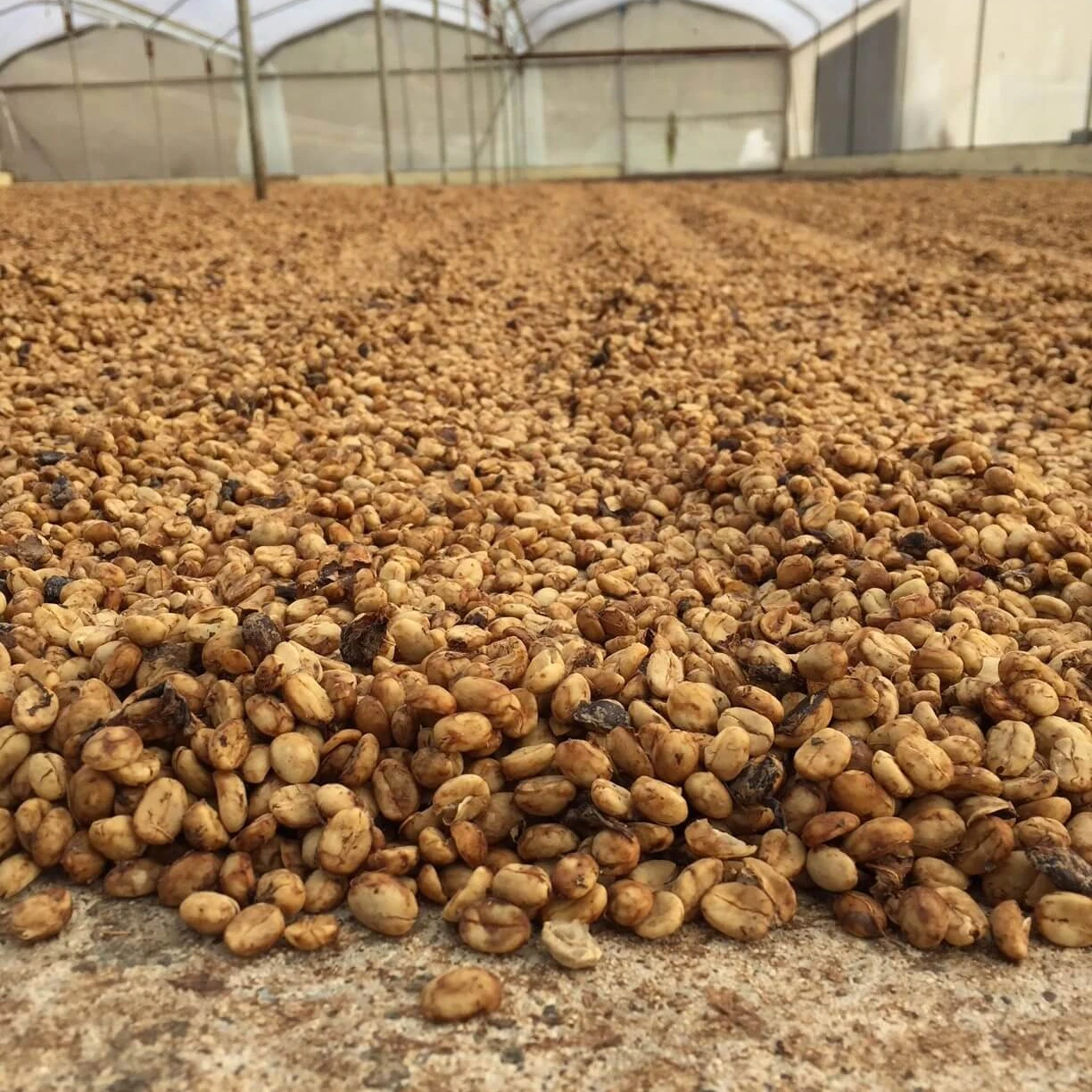 Highland Langbiang Arabica Honey Coffee Beans High Quality Natural Processing Coffee from Vietnam Roasted Arabica Green Coffee