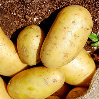 Quality Fresh Poatoes , Golden Yellow Potatoes , White Potatoes