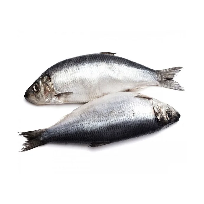 Seafood Supplier High Quality Frozen Seafood Herring Fish