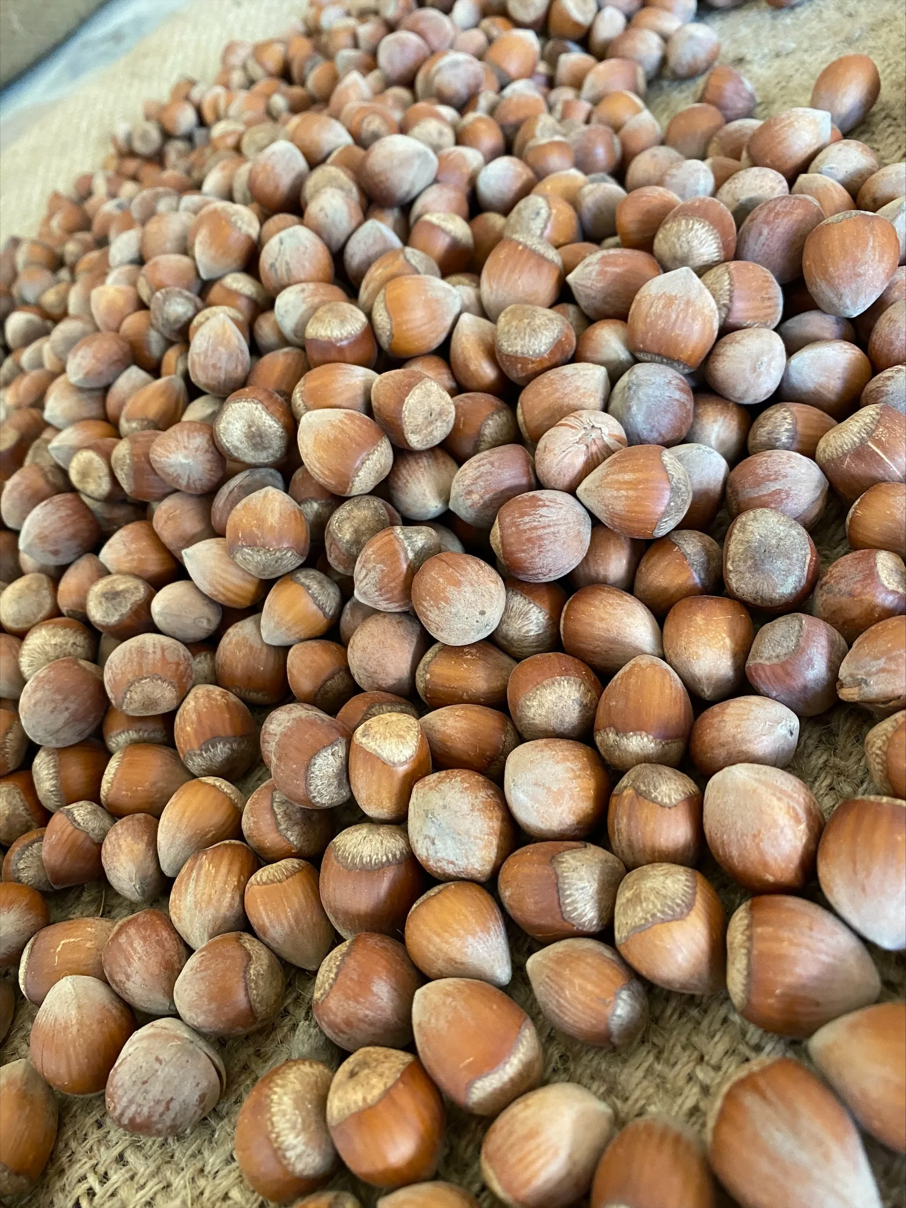 PREMIUM QUALITY EXW READY FOR SALE TURKISH HAZELNUT NATURAL ROASTED AND RAW HAZELNUTS SHELLED (2021- Giresun))
