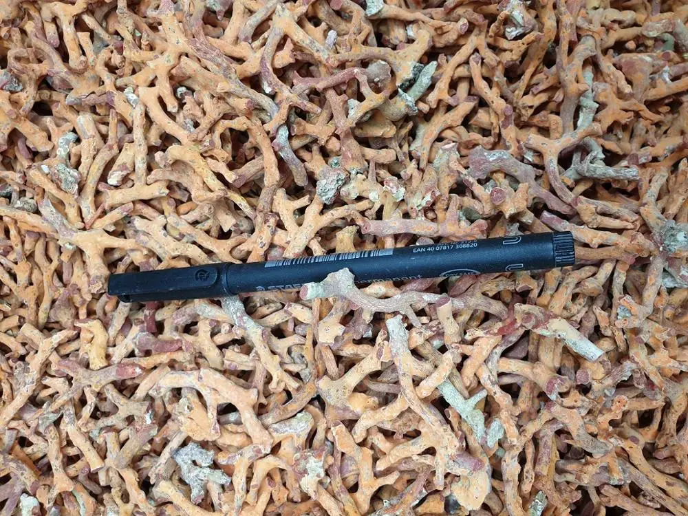 
RED ITALIAN BRANCHES Size 2 to 3 MM Jewelry Production ROUGH Natural Branch Shape Natural CORAL Material GEM Cutting AA Grade 