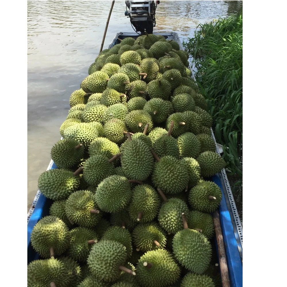 High Quality 30cm Size RI6 Durian With Light Yellow Meat And Sweet Taste From West Of Vietnam