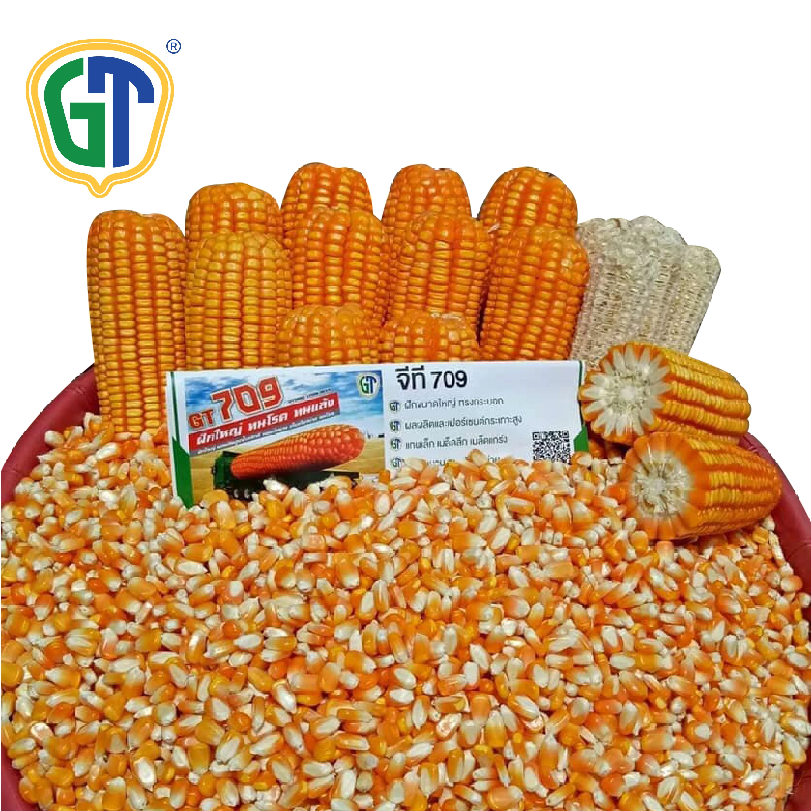 Very High Yield 105-110 Days Maturity Medium Size 83-85% Shelling Orange Yellow Color Corn