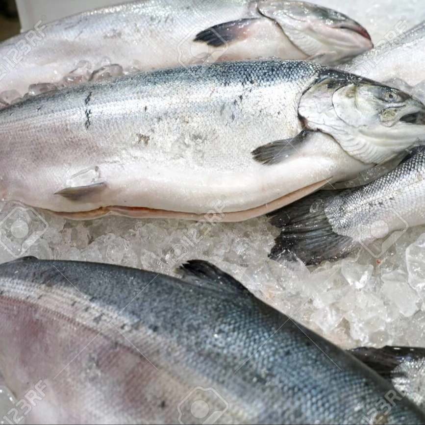 
top quality Frozen Salmon Fish 