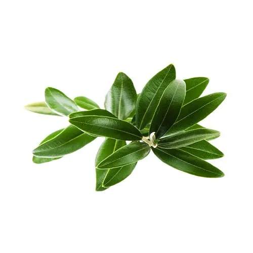 Wholesale 100% Pure Copaiba Essential Oil for Export Sale at Bulk Price