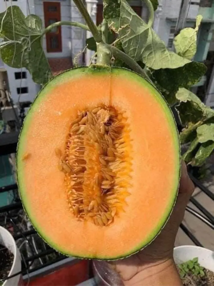 
Current Crop Fresh Yellow Cantaloupe King Melon With Green Skin Summer Fruit Good Holiday Juice 