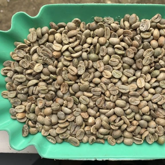 Highland Langbiang Arabica Honey Coffee Beans High Quality Natural Processing Coffee from Vietnam Roasted Arabica Green Coffee