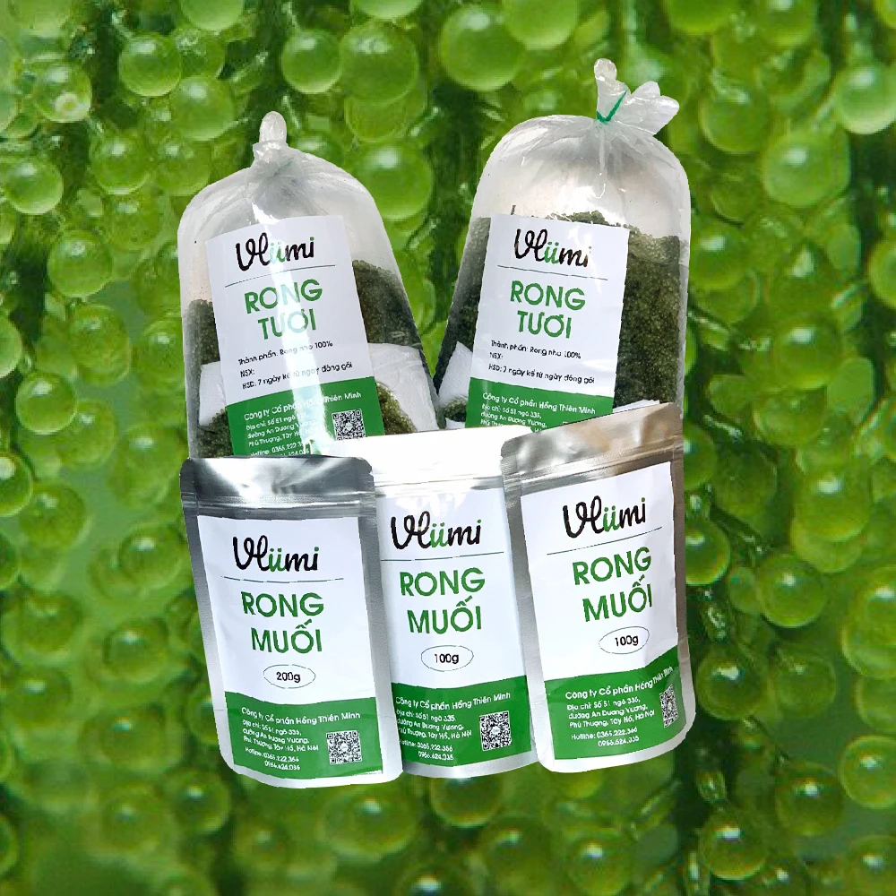 
Vietnamese VLUMI Provider Seaweed Fresh Sea Grapes - Umibudo for Sashimi 