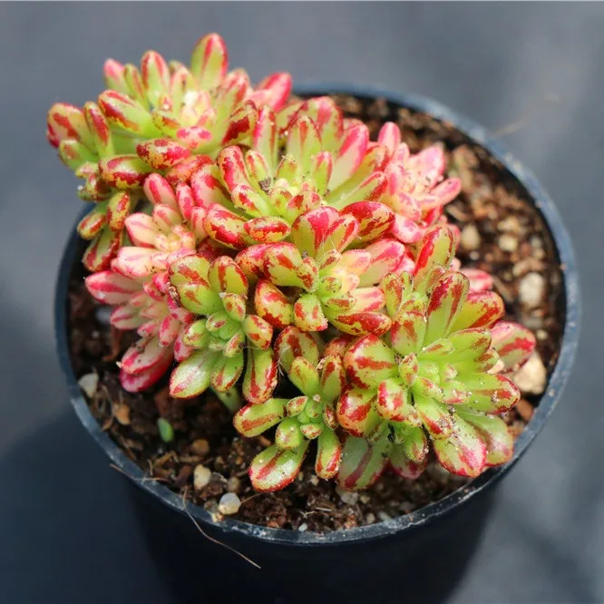 
Popular indoor ornamental echeveria aeonium x loartei tavormin variegata woody succulent plants live 