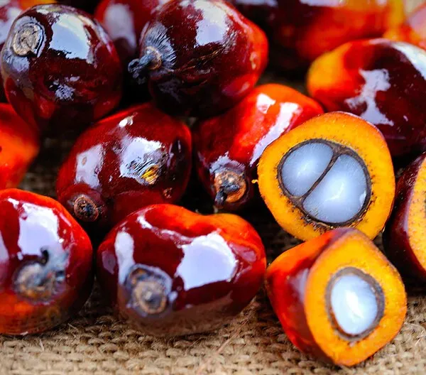 Refined CP66 CP8 CP10 Palm Cooking oil with cheap price