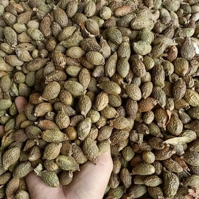  Низкая цена семена орангутана малва ореховое дерево Sterculia Lychnophora - Ms.Jessica + 84 941 842 405