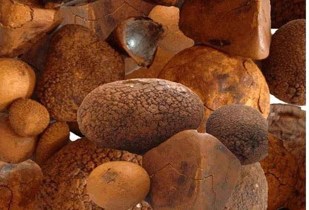 Buy Cow Gall Stones / Ox Gallstones at cheap price