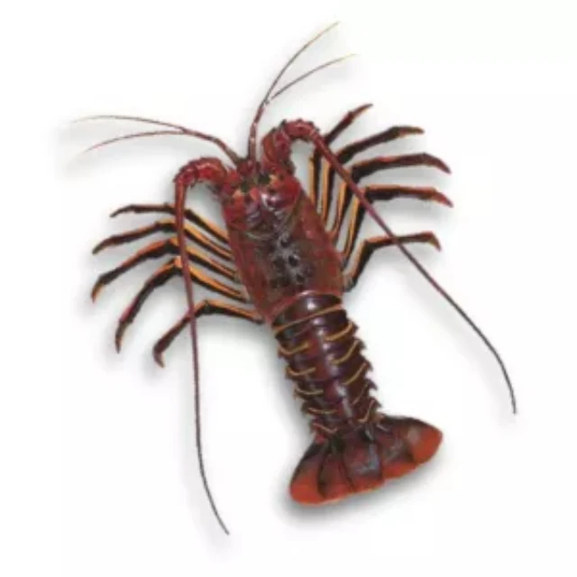  Замороженный Хвост лобстера/свежая живая холодная вода свежий живой Лобстер Раков готов для экспорта на продажу азот замороженный Омар