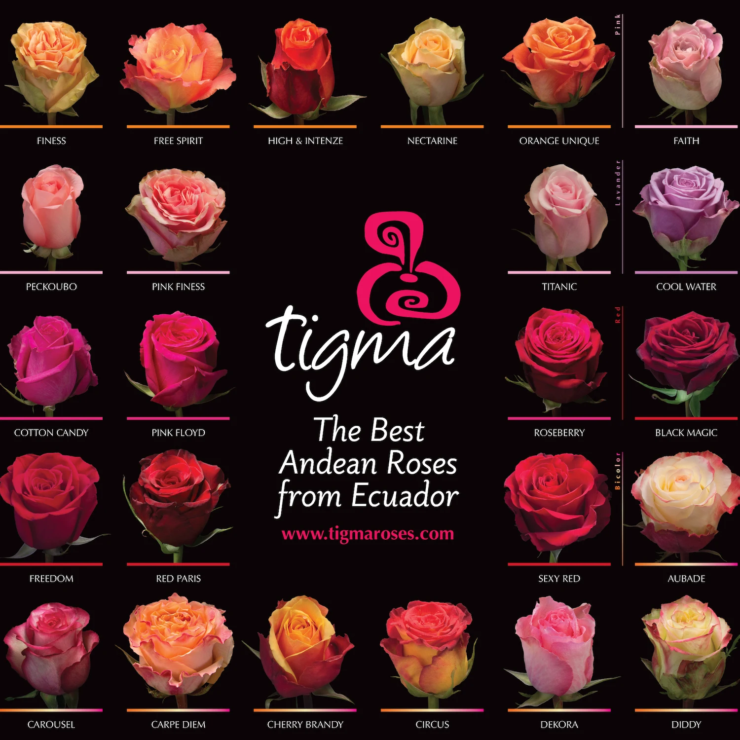 Эквадорская Роза вишневого бренди, свежий натуральный цветок, вырезанная Роза с длинным стержнем для оптовой продажи, свадебная тигма розовая фиолетовая черная желтая