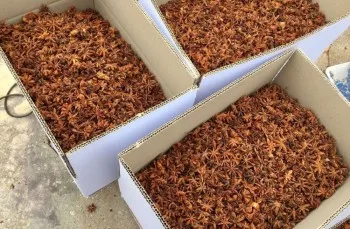 VIET NAM STAR ANISEED BIG SIZE FROM KINGPEPPER | Ms Lynn 0084 333 421 999
