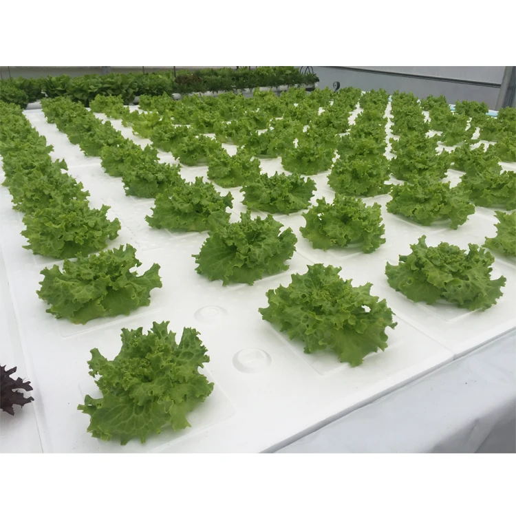 
Agricultural H2HYBRID Hydroponic Growing Systems for Greenhouses and Indoor Farms 