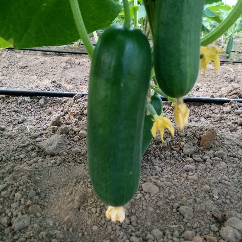Healthy Cucumber from India ready for Export