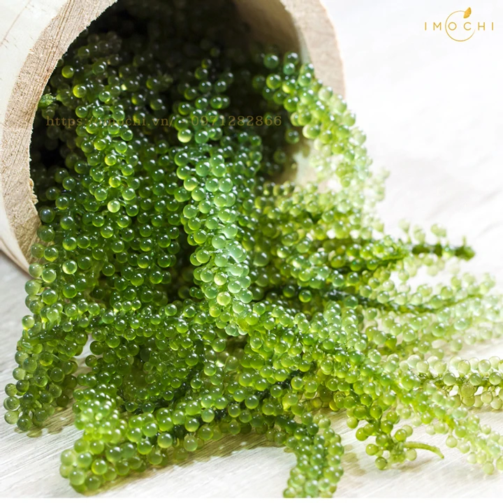 SeaGrapes/Lato Seagrapes Healthy Food Fresh, Sea Grapes/Lato  Seagrapes From Vietnam