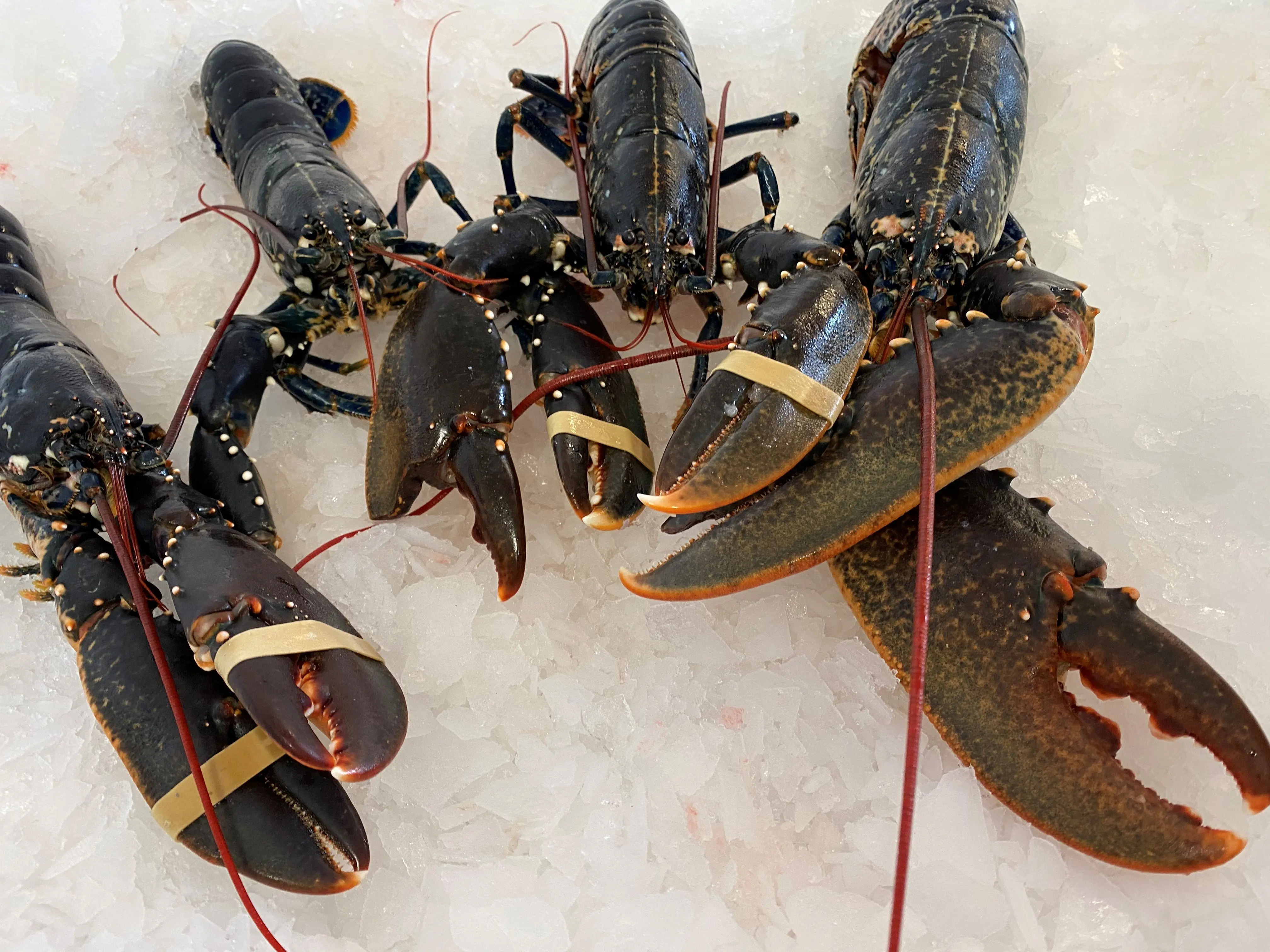 lobster_4032x