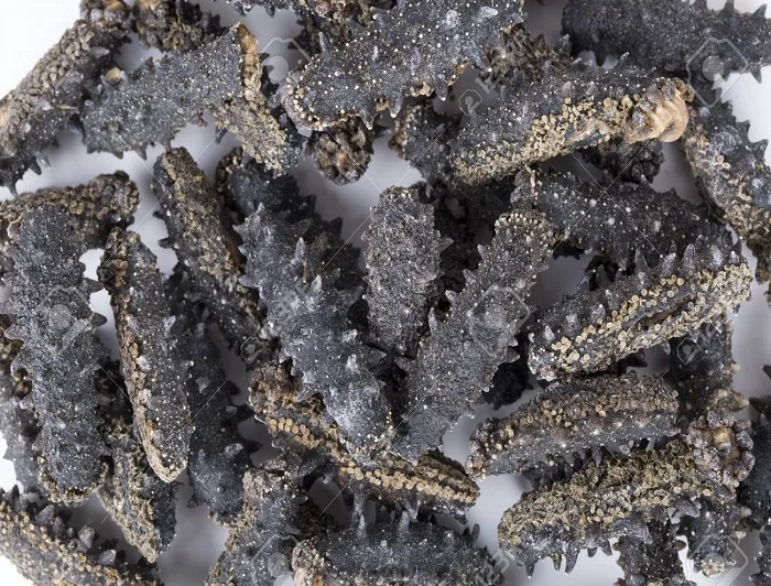 Сушеный морской огурец полезное и ценное питание