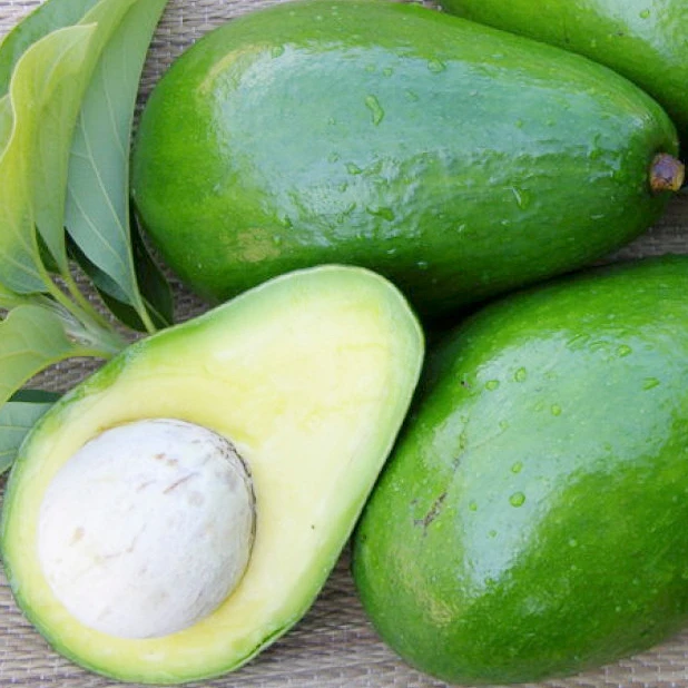 
2021 New Crop Best Choice High quality Fresh Avocado Shipping from Vietnam 
