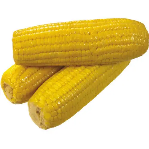 Best selling high on demand standard quality dried yellow corn at 100% wholesale exporter from India