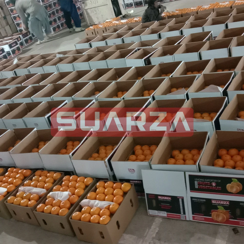 100% Fresh Mandarin Oranges (Kinnow Sargodha) Sweet And Juicy With Best Packaging, Competitive Pricing
