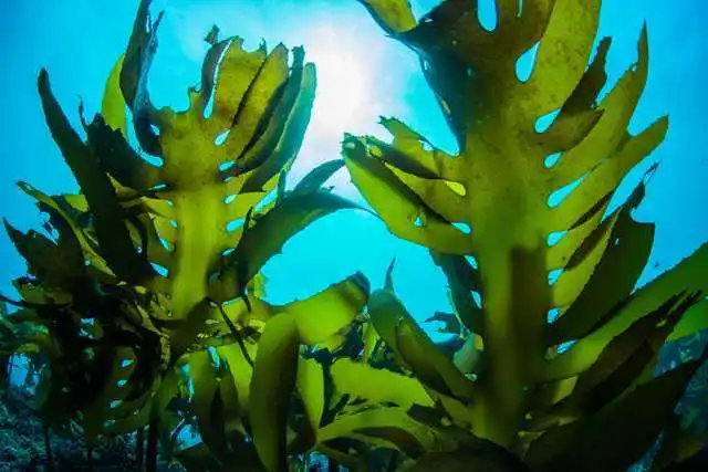 
Chopped Japanese sea kelp seaweed powder with rich nourishment 