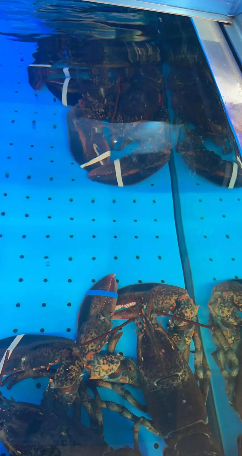 Seafood Live Canadian Frozen Lobsters (Frozen