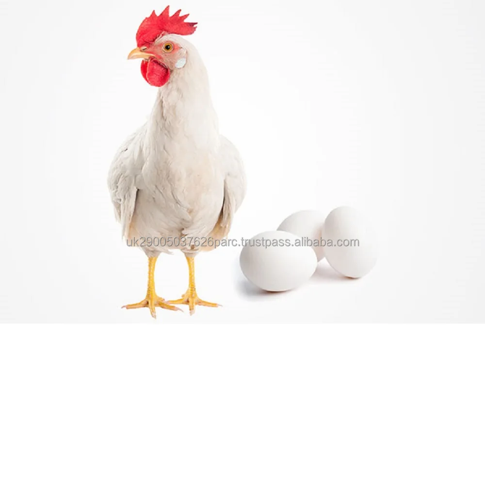 Hatching Broiler Chicken Eggs