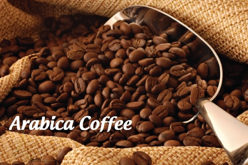Wholesale Manufacturer Coffee Beans Bags Coffee Beans Green  Roasted Vietnam Coffee Beans