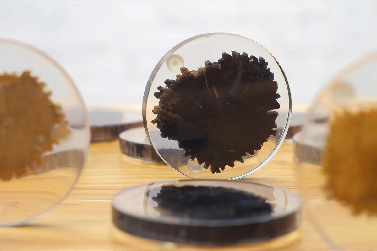 Natural Round Petrified Wood Glass Coasters