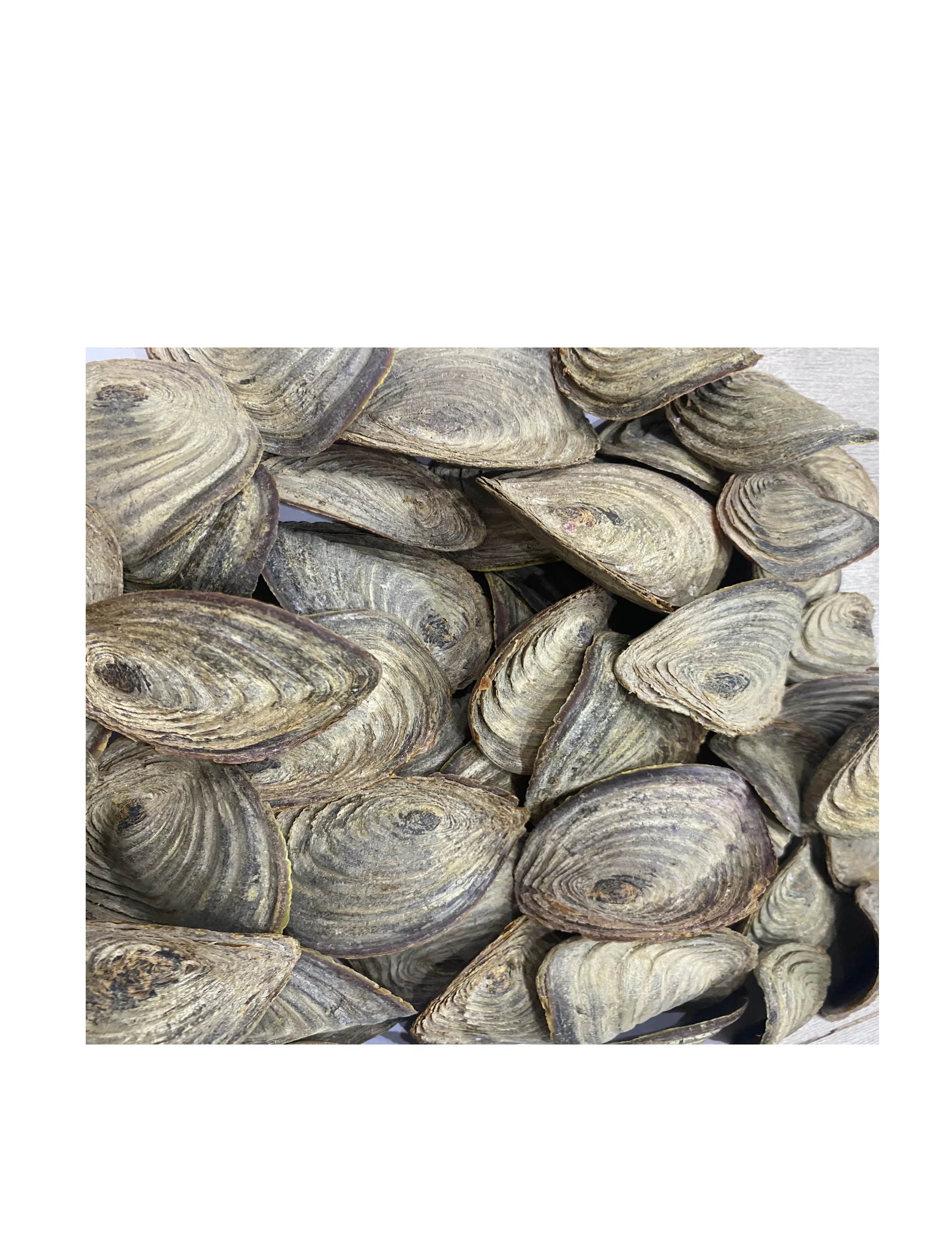 Морская раковина мурекс-оперкулум по лучшей цене из Вьетнама дешевле