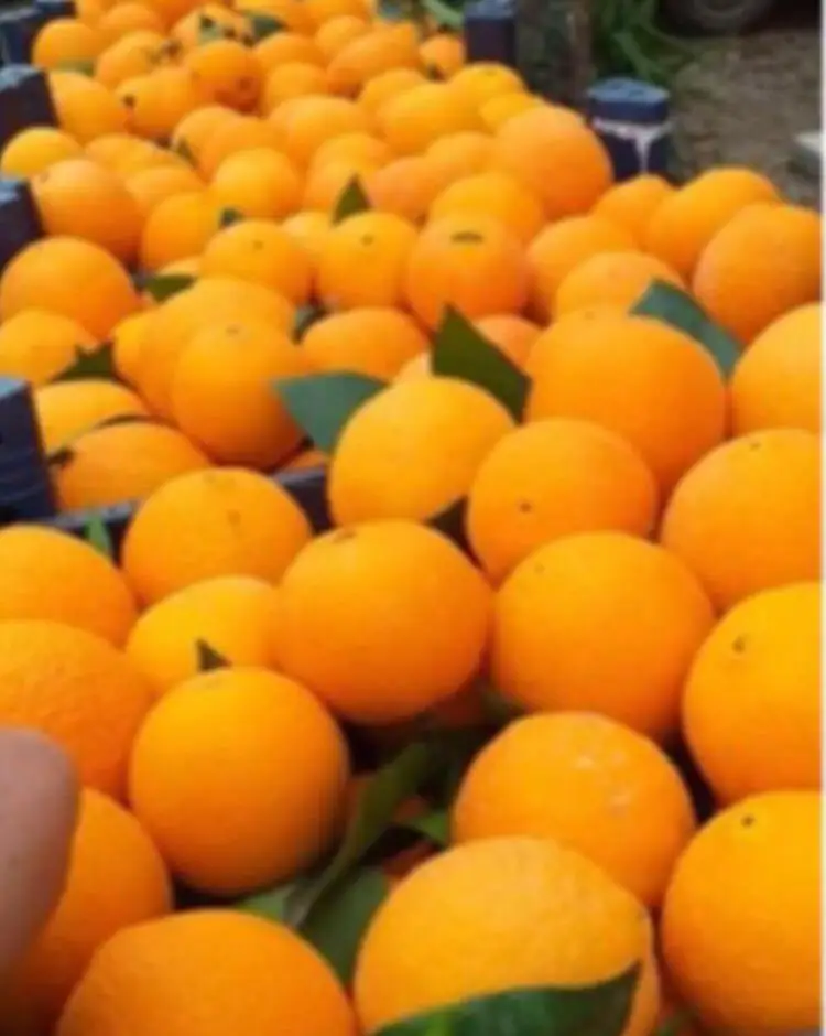 Quality Fresh Orange Fast Shipping high Quality Orange