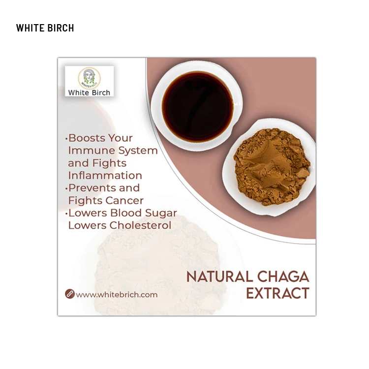 Huge Demand Bulk Selling Superb Health Benefits Herbal Chaga Mushrooms Extract Powder at Low Market Price
