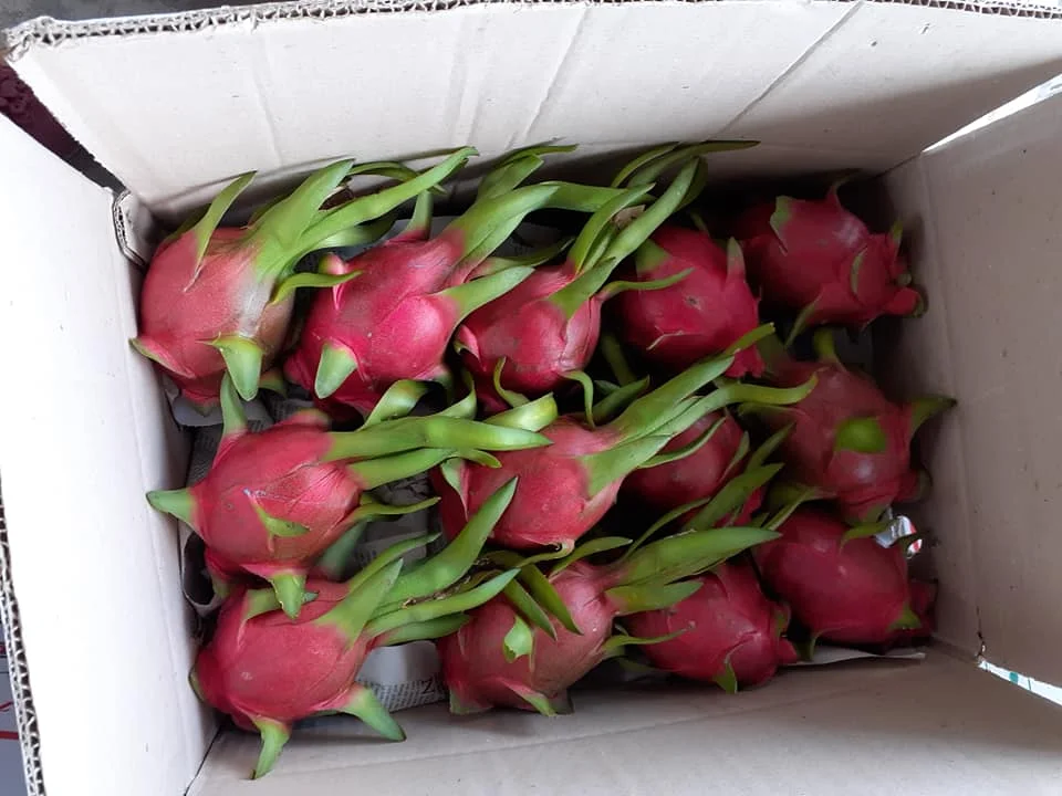 Свежий Дракон фрукт красный телесный/белый телесный облучение с высоким качеством быстрая доставка 0084947900124