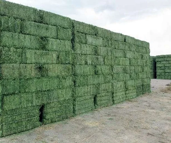 
Premium Quality Alfalfa Hay 