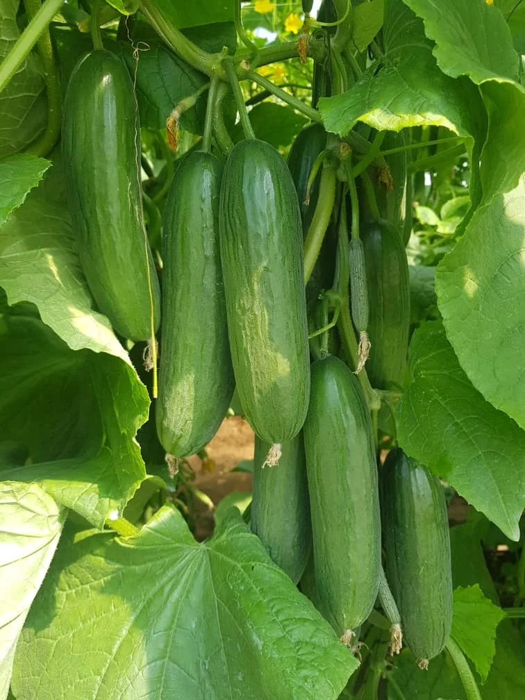 
2021 NEW HIGH YEILD DARK GREEN HOUSE DUTCH CUCUMBER SEEDS F1 