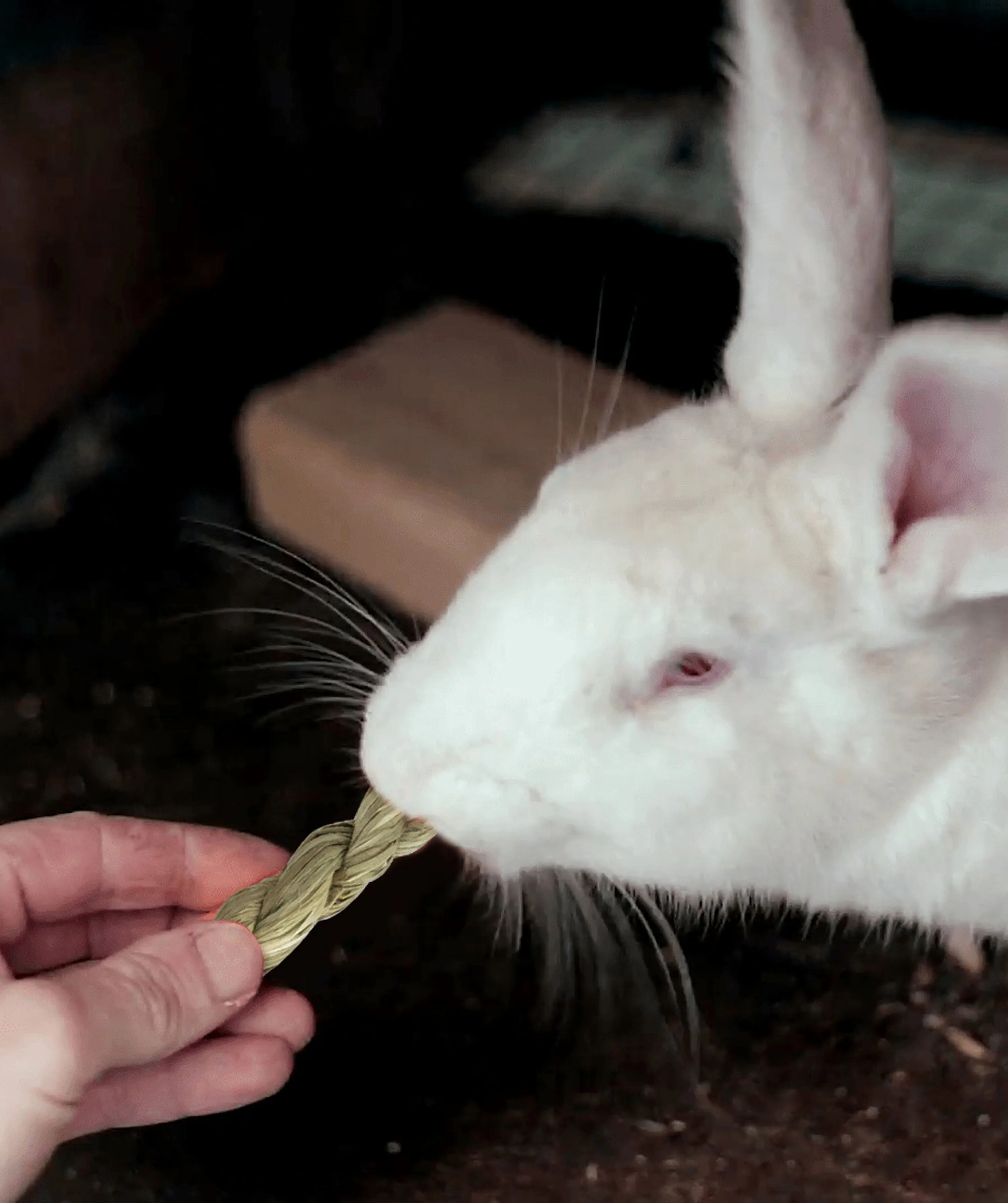 Small Pets Chew Toys Pet Bunny Teeth Grinding Guinea Pig Teeth Care Molar Toys Accessories for Rabbits Gerbils Rats Chinchillas