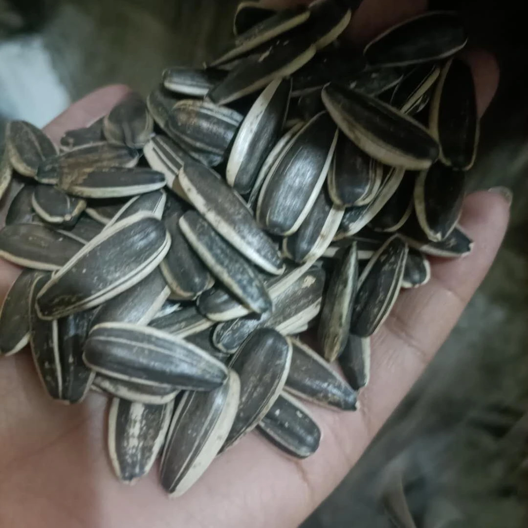 New Crop Wholesale of Sunflower  in Factory Price