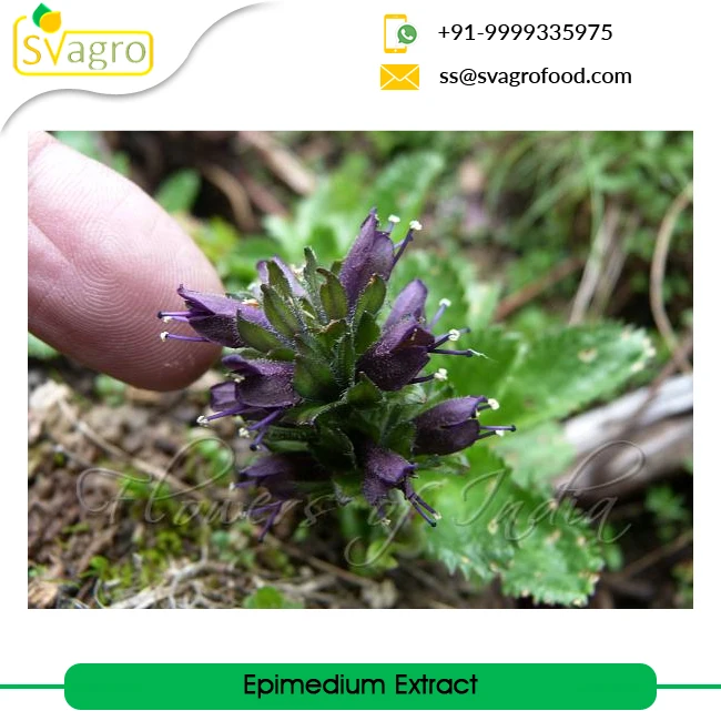 Top Quality Plant Epimedium Extract epimedium extract powder