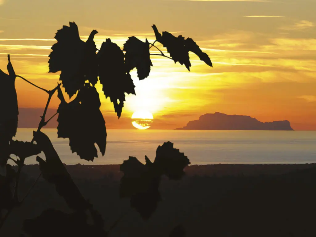 Top Quality CAPRANERA FIANO  2021 0.75L alcohol 12% white table wine for sell