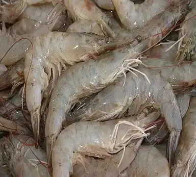 Vannamei Shrimps.jpg