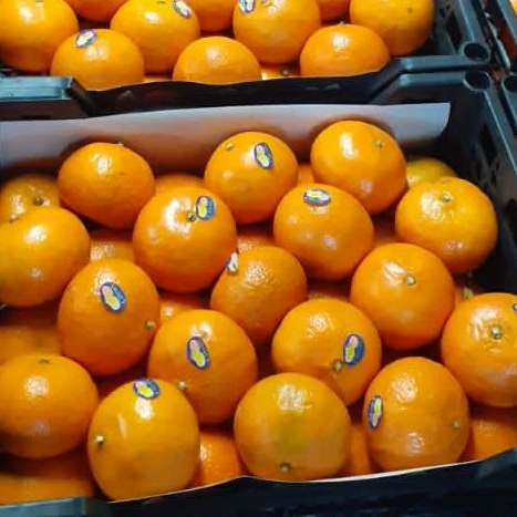 Honey  Murcott  New Season of fresh Murcott 2022  Egyptian Honey Murcott For sale