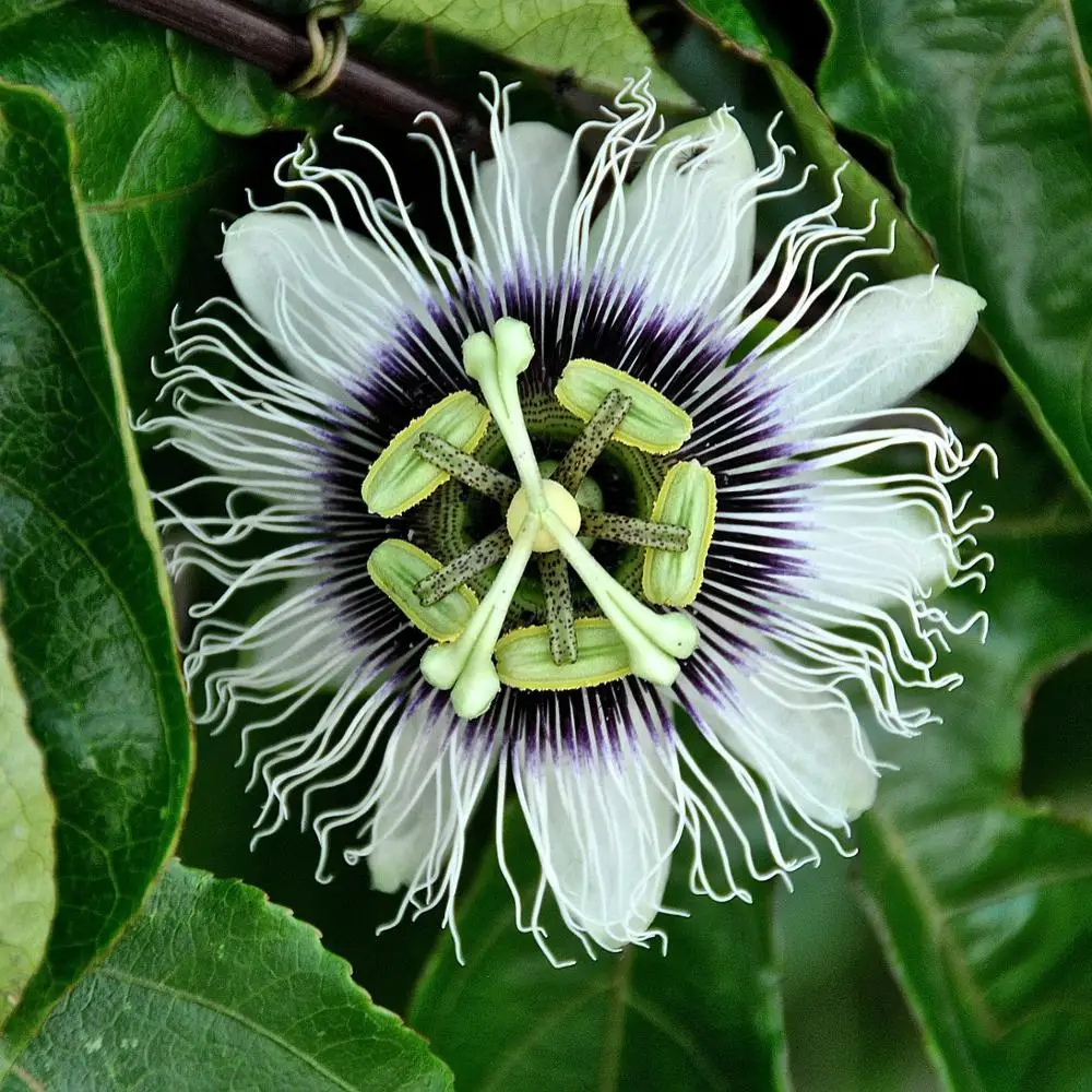 Valerian, Melatonin and Passionflower to help falling asleep and promote a good night rest - Supplements