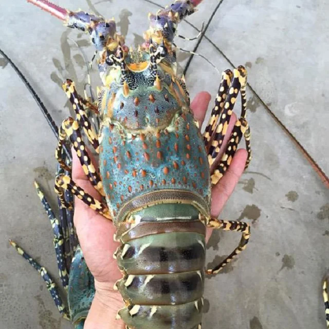 
Cheap Fresh LOBSTERS/ Green Lobsters/ Live Rock Lobsters 