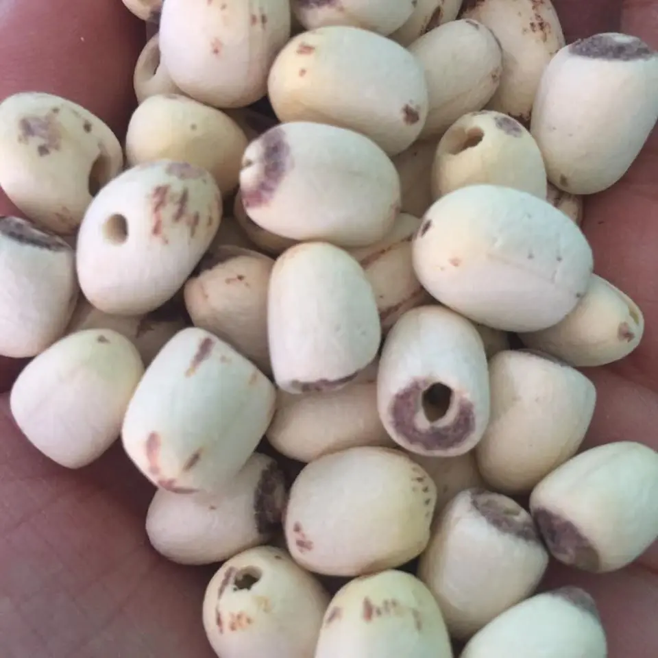 WHITE LOTUS SEED good quality from Vietnam for sale , contact +84984418844 whatsapp